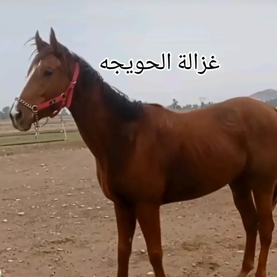 #غزالة #