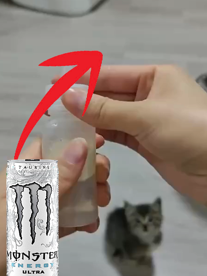 monster #gatos #gatitos #animales #whitemonster #monster #redbull #bebidasenergeticas #animalitos #leche #latam #español #bebes #kitty #monsterblanca