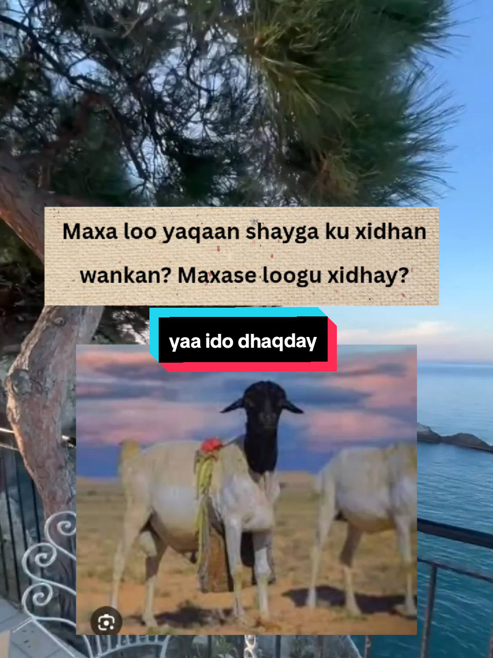 #fry #frypgシ #fryp #frypage #fyr #fyrシ #fyrシ #fyrou #fyrr #fyrrrrrrrrrrrrrrrrrrrrrrrrrrrrrrrrrrrr #for #foryoupage #foru #page #pageforyou #pageforyou_🔥 #tiktokers #fyrrrrrrrrrrrrrrrrrrrrrrrrrrrrrrrrrrrr #somaliland #somali #somalitiktok #somalitiktok12 #somalia #somaliticktok #somaliasomaliland #somalilandtiktok💚🤍❤ #somalilandtiktok #hargeisa #hargeisa_somaliland💚🌨❤️ #hargeisatiktok #hargeysa #hargeysa_somaliland #hargeysa_somaliland💚☁️❤ #hargeysatiktok #muqdisho #muqdishotiktok #muqdishotiktok🇸🇴🇸🇴❤ #muqdishotiktok #xamar #xamarcadey #xamartiktok #somalitiktok #kenya #kenyantiktok🇰🇪 #kenyantiktok #nairobi #nairobitiktokers #nairobikenya #uganda #jigjiga #jigjiga_somali_galbeed #jigjigajano #djibouti #djiboutitiktok🇩🇯🇩🇯 #djiboutitiktok #djiboutitiktok #hargeisatiktok 