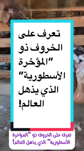 تعرف على الخروف ذو “المؤخرة الأسطورية” الذي يذهل العالم! 	#keto_world_ #ambition_75 