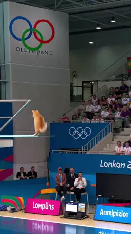 ai could never (song: ilyTOMMY - fine shyt) #ilytommy #fyppppppppppppppppppppppp #undergroundmusic #raptok #rapper #explorepage #hoodtrap #jerk #cat #rap #catsoftiktok #olympics2024 #olympics #diver #swim #swimming #catlover #cattok #fypシ゚viral #viral_video #tiktokviral #tiktok 
