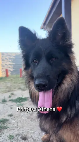 Prințesa Athena ❤️