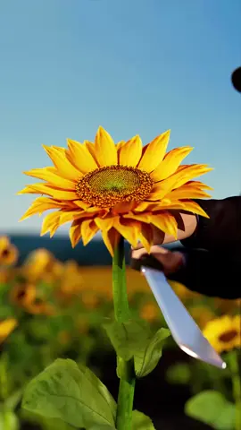How Sunflowers Are Harvested 😮