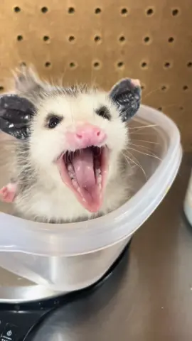 Weigh day for the baby opossums! 💪 #opossum #wildliferescue #rehabilitation #rehab #baby #opossumsoftiktok #wild #midwest #spicy #sweet #weighin #growth #healthy 