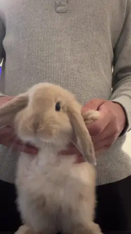 butter’s belly dance #PetsOfTikTok #bunny #rabbit #cute #bunniesoftiktok 
