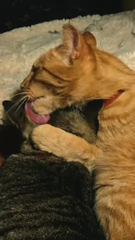 God i love them so much #cat #cats #catsoftiktok #cattok #crazycatlady #catlover #catmom #catbrothers #catbro #tinyhome #tinyhomeonwheels #camper #vintagecamper 