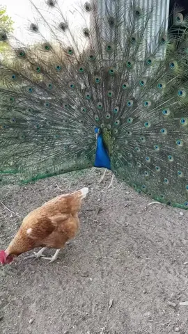 #peacocks #funnypeacocks trying to seduce the hen #haha #aww #prettybirds #flaunting #flirting #seduce #hen #chicken #amusing #interesting #peacockcircle #roundandaround #birdbehavior #interesting #dizzy #odd 