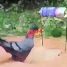 I was bored tbh #pigeon #edit 