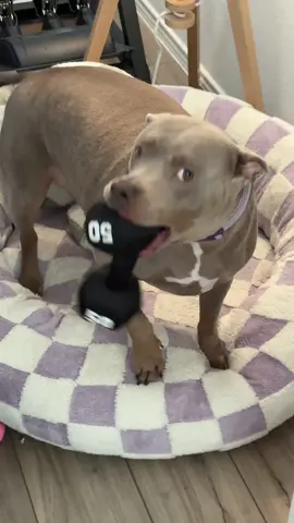 Daily Dose of babies-R-Us over here✨#dogsoftiktokviral #dogsoftiktok #dogparents #doglovers #puplife #fyp #dog #foryou 