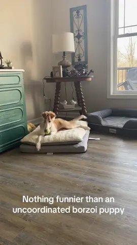 It took a couple years, but she did eventually grow into those legs and that tail. #borzoi #puppy #throwback #funny #comedy 