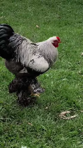 Brahma perdiz plata #vnzla🇻🇪 ###granja #aves #gallinasfelices #brahma 