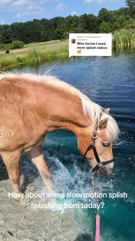 Replying to @erinrandall1 I think the next step is riding in it, but I can't swim 😅 #horsetok #haflinger #nemothepony #heatwave 