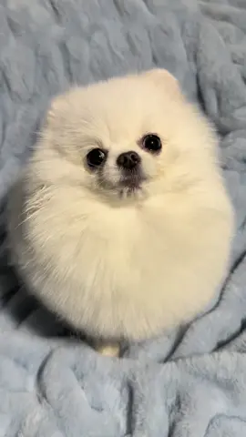 The cutest gurgles #funny #fypシ #pomeranian #dogsoftiktok 
