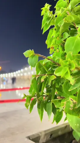 #الكاظميه_المقدسه #صحن_الامام_أميرالمومنين_علي_بن_ابي طالب #بغداد #لايك 