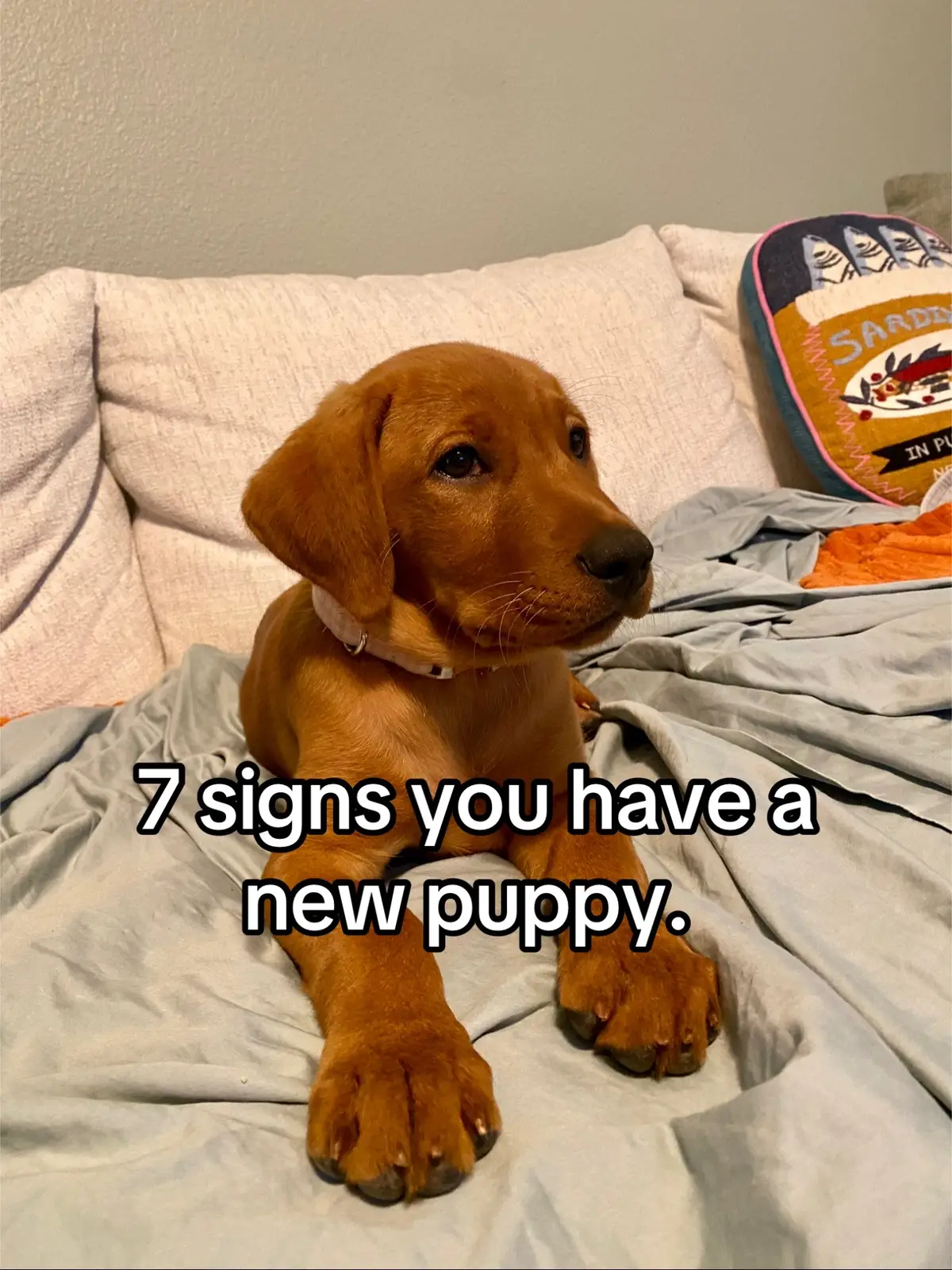 No really, we’re having a great time. Our home has never been so clean.  #newpuppy #labpuppy #labrador #puppy #messyhouse #puppylife #puppylifebelike #Tatcha  #fypage #newpuppycheck #emptynesters #foxredlab #yellowlab 