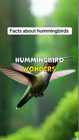 Why hummingbirds can’t stop: Discover ten incredible facts about hummingbirds that will leave you in awe. These vibrant creatures are not only stunning with their iridescent feathers but also possess fascinating abilities, like flapping their wings up to 80 times per second and flying backwards.  With over 300 species showcasing a spectacular range of colors, these tiny birds have remarkable endurance, migrating over 500 miles non-stop. Their unique tongues enable them to extract nectar from deep within flowers, while their memory helps them remember every flower they visit.  Join us as we explore their agile movements, extraordinary senses, and the beauty of nature they represent. Don't miss the chance to be amazed by the wonders of hummingbirds! #Hummingbirds #NatureFacts #BirdWatching #WildlifePhotography #AmazingAnimals #NatureLovers #creatorsearchinsights 
