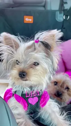 I want a chocolate #fyp #fypシ #yorkiesoftiktok #dogsoftiktok #teacupsoftiktok #foryoupage #4u #fypシ゚viral🖤tiktok #4upageシ 
