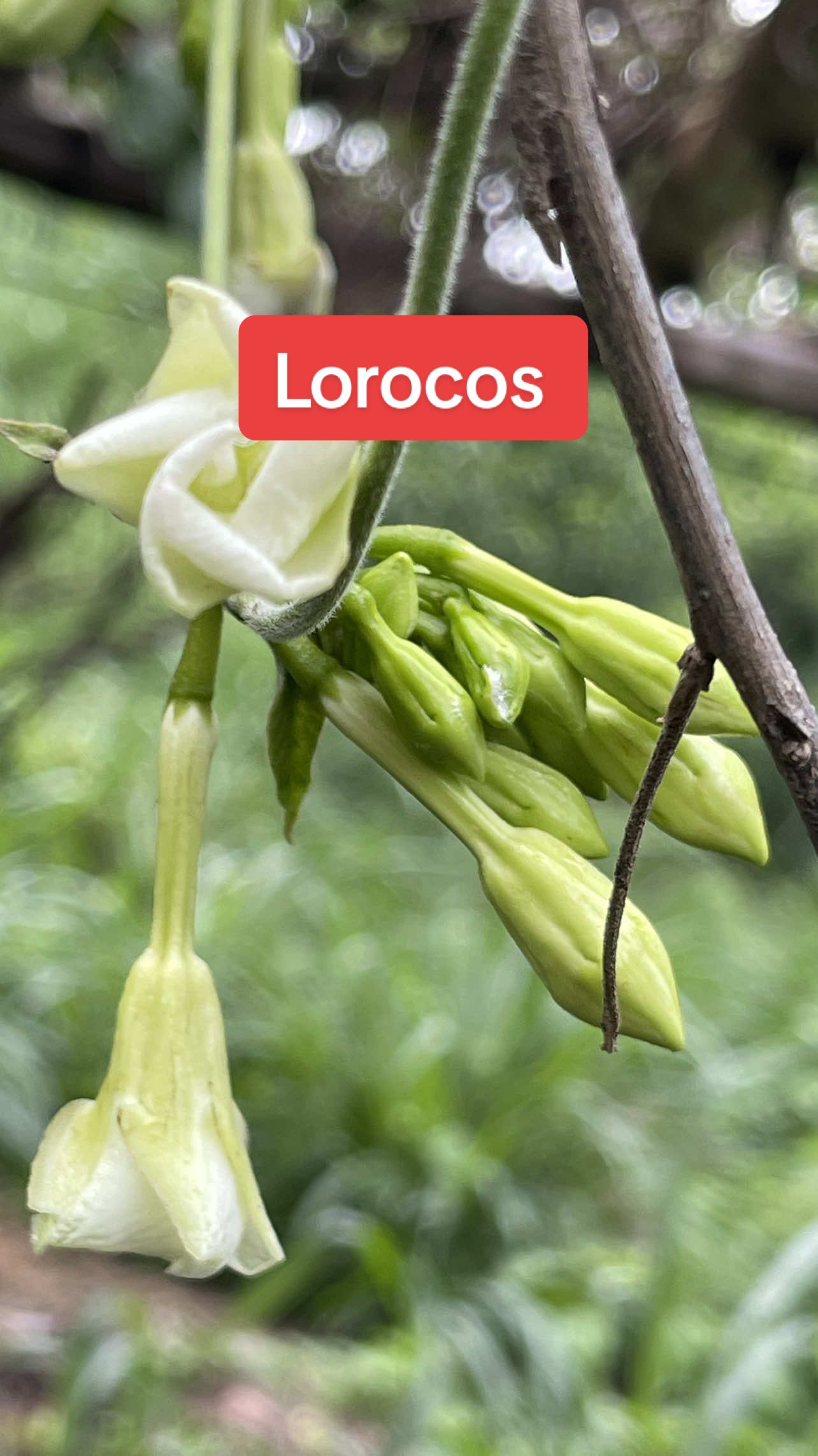 Cosechando lorocos con mi mamá 😍 #lorocos #comidasalvadoreña #cosecha #vidadelcampo #carlosalemán #elsalvador 