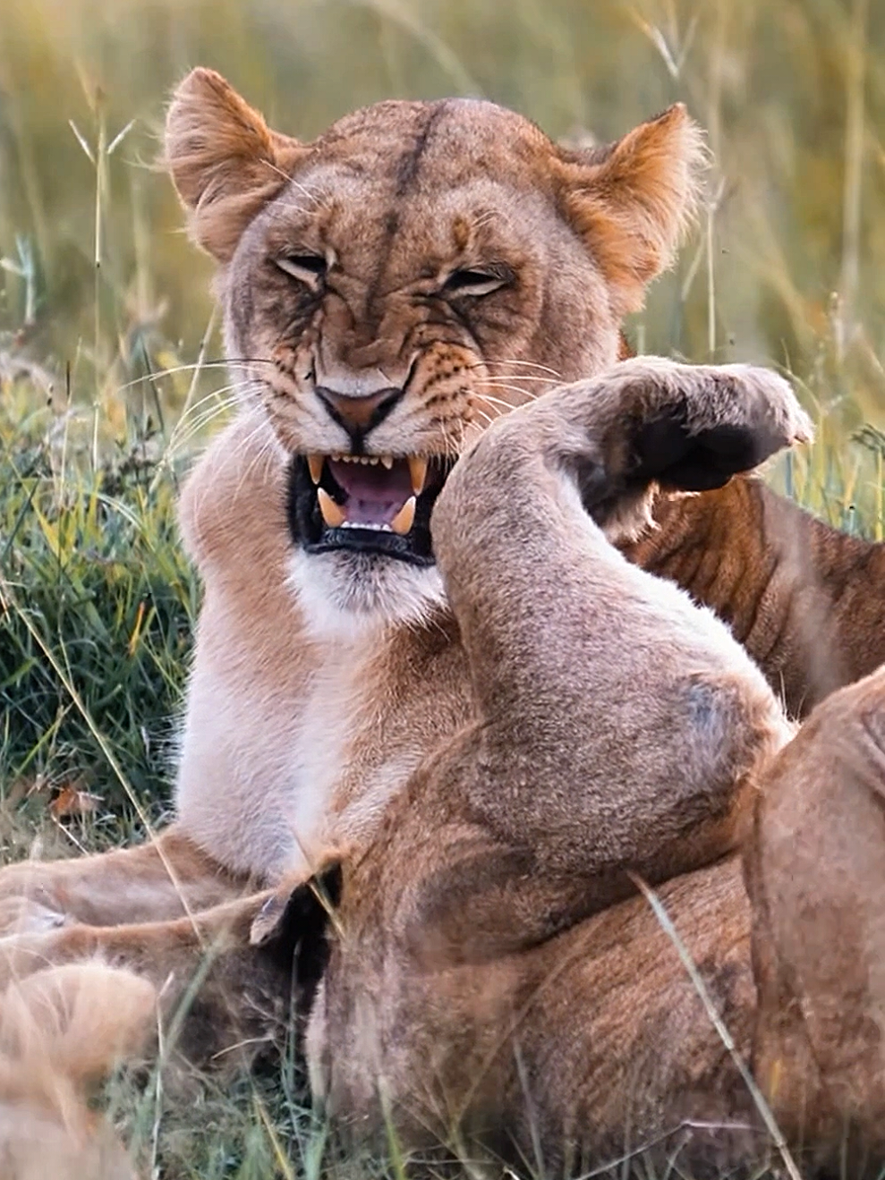 The lioness 👑 👍❤️ die Löwin 🥰 ,,, Löwe 🦁 Lion  ,,The King Lions ,,,, Big Cats,, Big Animals ,,,, Follw me 🌹 Sharing 🌹 Like 🌹.... #🦁 #🦁🦁 #Follwme  #Lion #Löwe #löwin #Lioness #Cub #Cubs #BigKatze #AnimalsBaby #Biganimals  #Animals #wildlife #waldleben #BigCat #leopard #leopardo #Jaguar #Cheetah #Gepard #Animal #animalsword #Afrika #africa #foryou #fürdich  #leão #lionne #leonessa #şêr #aslan #Elleón #león  #عالم_الحيوانات #اكسبلور #اللبوة  #🦁🦁🦁 #🦁🦁🦁🦁  #Ludwigsburg #Stuttgart 