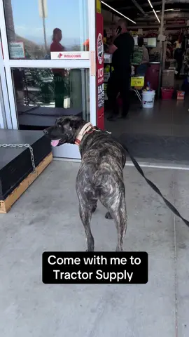 Bane has been a regular at Tractor Supply since a puppy #tractorsupply #shoppingtime #canecorso #fyp #dogtok #doglife #italianmastiff #bigdogtok #dogsoftiktok #italianmastiff #corsotok #tractorsupplydogs #training #DogTraining @TractorSupply 