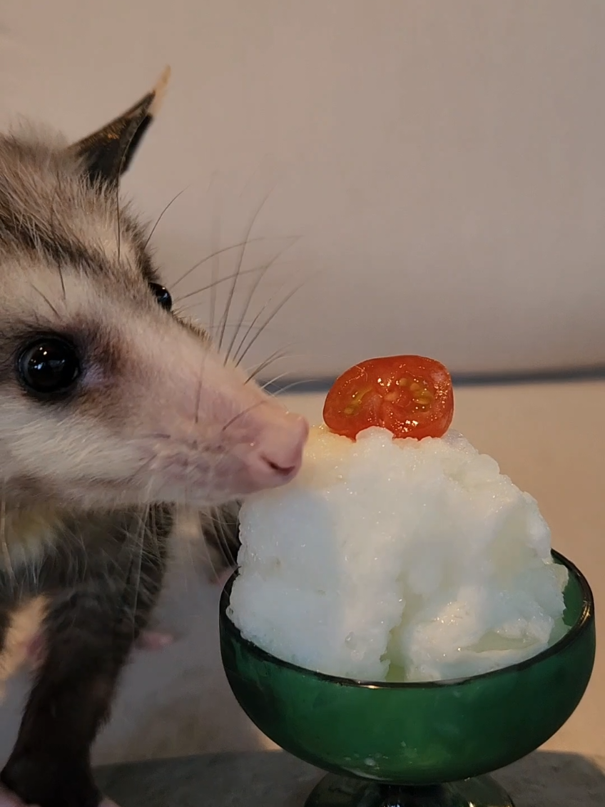 Mouse the Opossum is more of a marg guy 🍒🥥 #fyp #cute #possums #pinacolada 