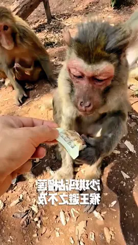 #Tatcha #tiktok #monkey #foryou 