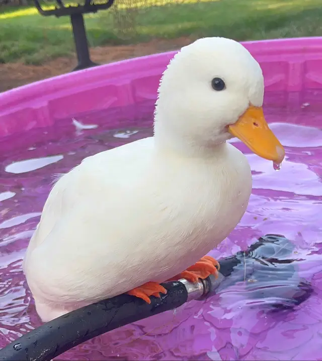 Doofy being silly as always 😆  #ducks #petduck #callduck #ducksoftiktok #doofy #cute #funny #explorepage #fyp 