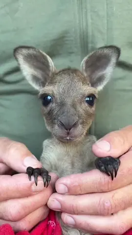Adorable Baby Kangaroo Joeys #kangaroo #babyjoey #joey #baby #cute #cutebaby #babyanimals #animalsoftiktok #fyp 