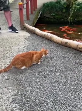 A cat on the Hunt #cat #cats #fyp #Funnycat #funnyvideo #usa #catsoftiktok #foryou #funny #catlover 