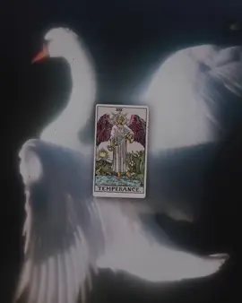 temperance XIV — balance, moderation, healing, harmony 🕊️ ⊹ ࣪ ˖ #tarot #temperance  #temperancetarot #temperancecard #aesthetic #moodboard #tarotcard #tarottok #witchtok #tarotcards 