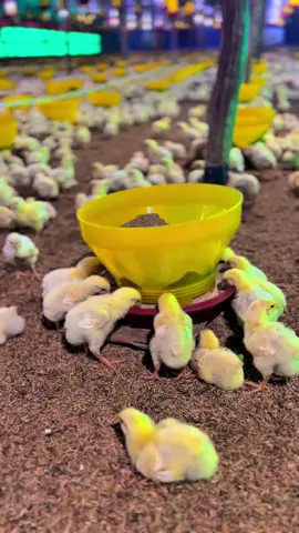 absen umur 3 hari #ayambroiler #peternakbroiler #fyp #pejuangfcr #doc #abkayambroiler #abkayambroiler #closehousebroiler 