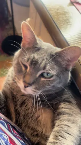 My cat and his fake eye injury.  #cats #cat #catlover #catmom #pets #catsoftiktok #fyp 