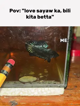 sige na pls 🥹 #betta #fishing #import #thailand🇹🇭 #Meme #MemeCut #makeitviral 