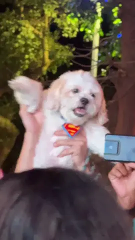 Crowd surfing straight into Superman’s arms 🐶