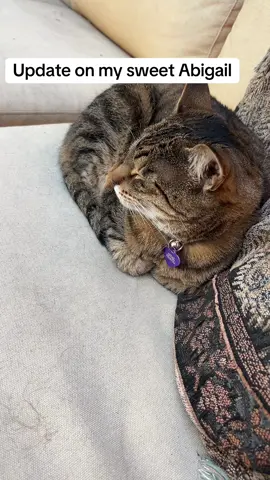 #cat #catsoftiktok #pets 