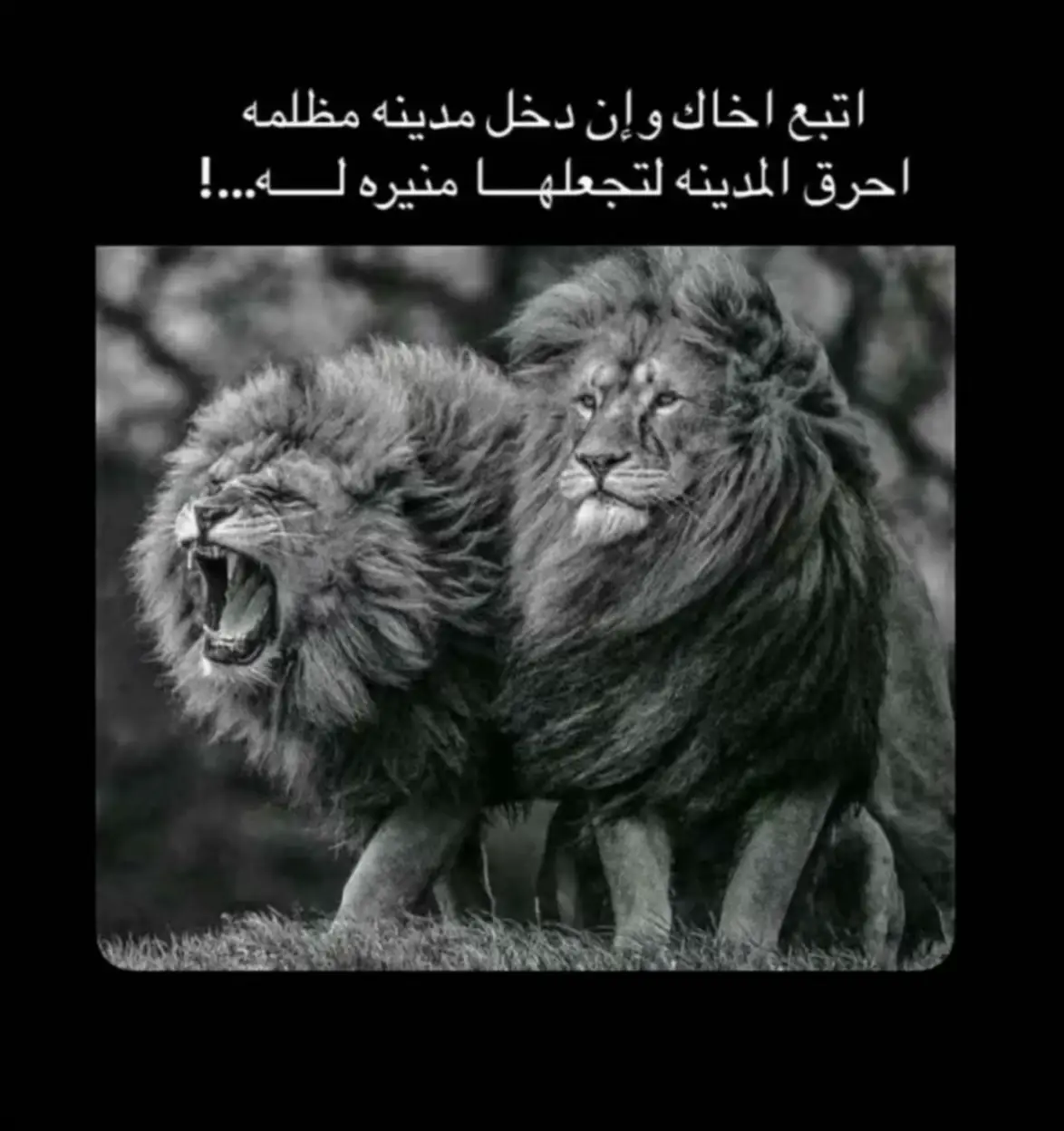 #الطارف 