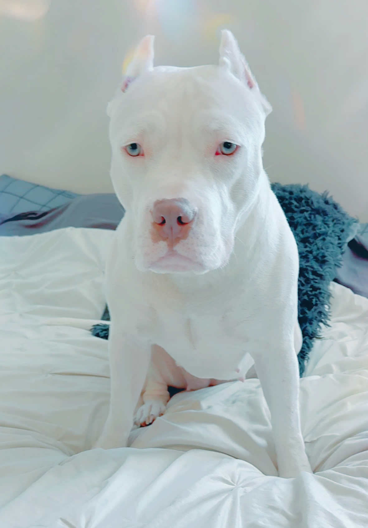 Admiring how pretty she is 🌬️✨ #whitedog #americanbullyofficial #dogsoftiktok #dog #beautiful 