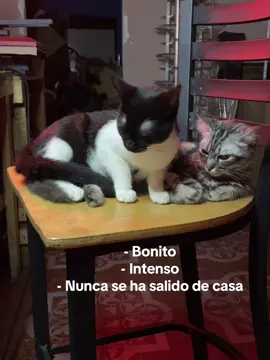Es lindo así😭🤣🤣🤣🤣#nicaragua #505 #catsoftiktok 