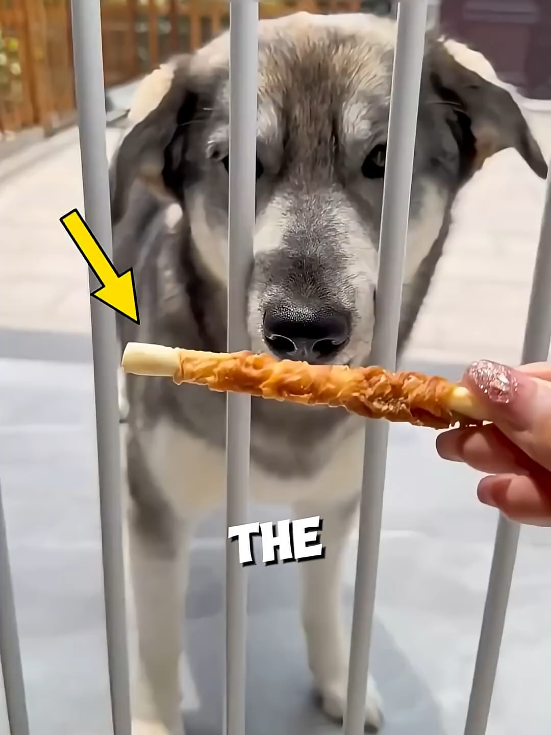 Owner tests which dog is the smartest ❤️  #animals #storytelling #wholesome #cute #story #dog #pet #hearttouching