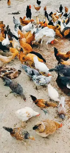 #hensoftiktok #foryoupage #hen #eating 