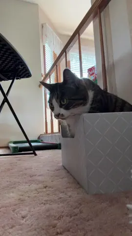 I should know better than to bug her when she is in her box 😂 #catsoftiktok #taylorswift #cattrend 