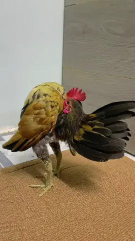 Góp vui bé tơ#seramachicken #xuhuongtiktok 