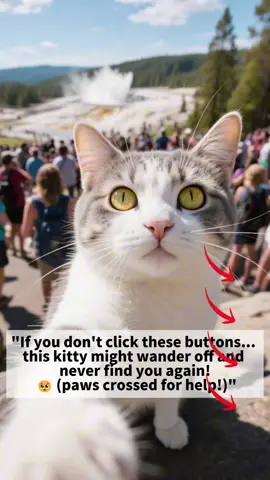 #cat#foryoupage#fyp#cutecat#tiktok