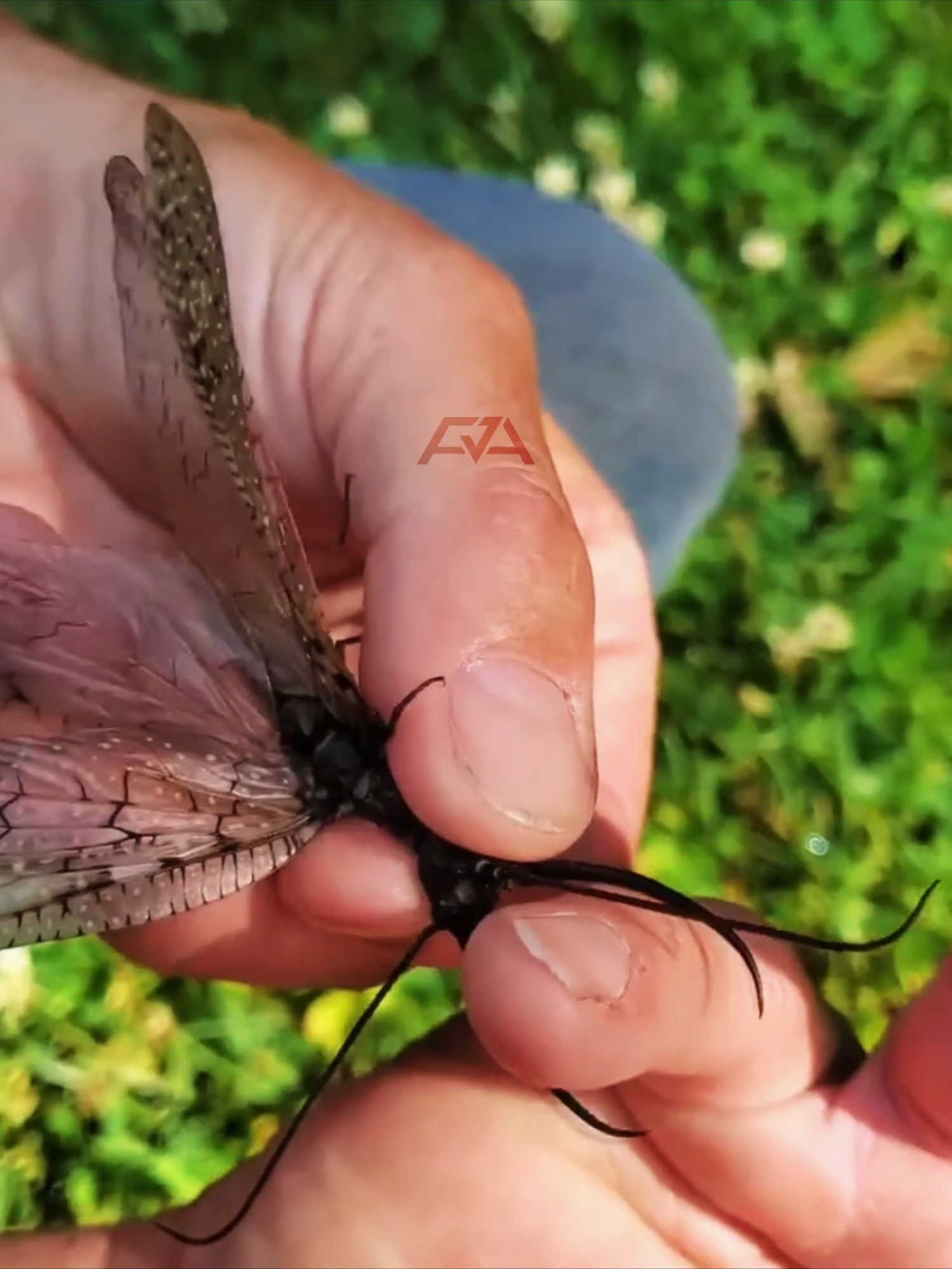 Dobsonfly adalah serangga dengan rahang super besar dan tampang mengintimidasi. Tapi ternyata, si jantan hampir gak bisa nyakitin manusia! #Dobsonfly #SeranggaAneh #FaktaHewan #FaktaSerangga #AnimalFacts #HewanUnik #SainsSederhana #MonsterSerangga