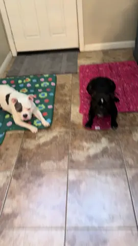 #creatorsearchinsights #ilovemydogs #dogs #happy #Love #dogsofttiktok #dog #bestfriend 