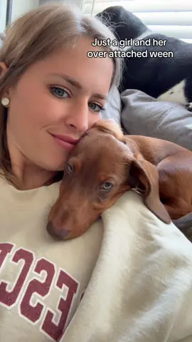 Him loves his Mama 🥹 #hotdogbear #dachshund #puppy #fyp #ween #fyp #velcrodog 