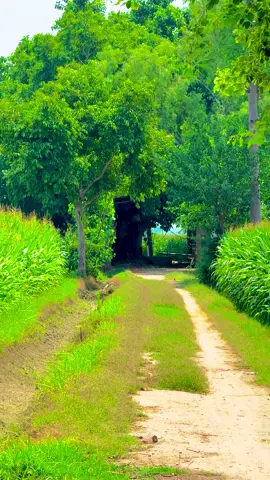 #میرا_سہنا_پنڈ_بلندی_اوتاڑ_ضلع_قصور🌾🍃❤️🌅🌴 #danishmayo #danishmayo1 