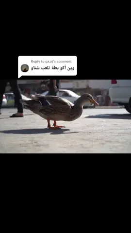 Replying to @qx.sj موجودة  #ترندات_تيك_توك #fyp #veo3 #اكسبلورexplore #الذكاء #الشعب_الصيني_ماله_حل😂😂 