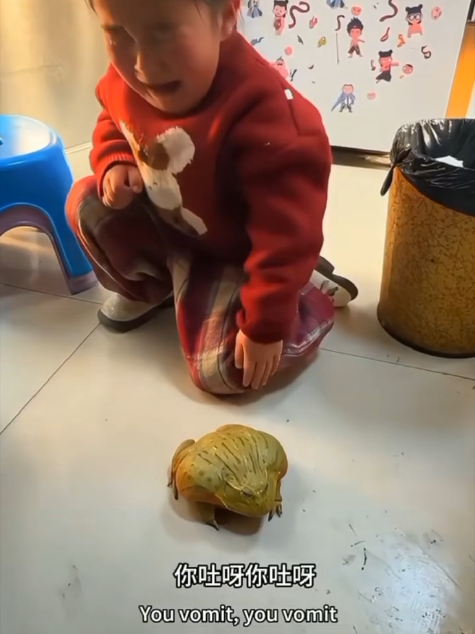 Reaksi little girl bila hamster dia kena makan dengan si frog🐸Amazing little girl🫰#animal #animals #animalsoftiktok #pet #pets #PetsOfTikTok #petstory #petslover #binatang #binatanglucu #binatangpeliharaan #fy #fyp #fypage #fypageシ #fypppppppppppppp #fypppp #for #foryou #foru #foruyou #foryoupageofficiall #forupage #foruyoupage #trendingvideo #trendingsong #viraltiktok #virall #content #contentcreator #foru #Love #follow #followme #tiktoker #tiktokers #tiktok #tiktoks #content #contentcreator #frog #frogs #frogtok #froggy #frogtiktok #froggie #froggies #littlegirl #katak 