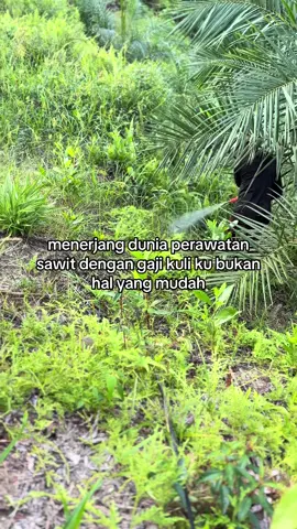 perintis kelaz kakap.                        #sawit 